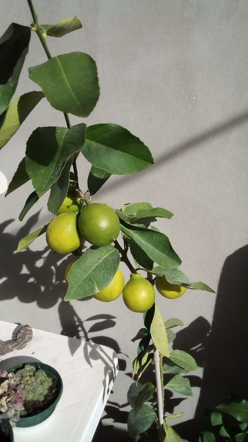 Apartment Sibenik Mandalina Εξωτερικό φωτογραφία